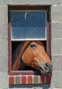 Horse in the window Royalty Free Stock Photo