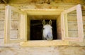 A horse in the window Royalty Free Stock Photo