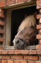 Horse in window Royalty Free Stock Photo