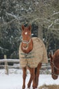 Horse in Winter Coat