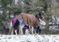 Horse in winter coat grazing in snow covered field.