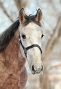 Horse on winter evening Royalty Free Stock Photo