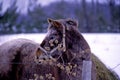 Horse in Winter by Fence 35741