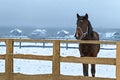 Horse in winter in the fence, snow falls