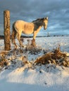 Horse in winter Royalty Free Stock Photo