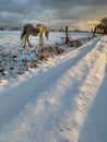 Horse in winter Royalty Free Stock Photo