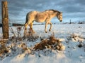 Horse in winter Royalty Free Stock Photo