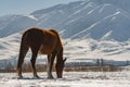 Horse in winter. On fresh snow in mountain Royalty Free Stock Photo