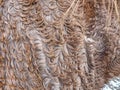 Horse winter fur. Animals prepare bodies