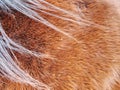 Horse winter fur. Animals prepare bodies