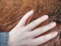 Horse winter fur. Animals prepare bodies Royalty Free Stock Photo