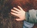 Horse winter fur. Animals prepare bodies Royalty Free Stock Photo