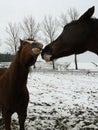 Horse winter kiss mother kiss her baby Royalty Free Stock Photo