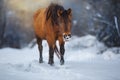 Horse in winter landscape Royalty Free Stock Photo