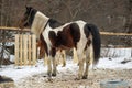 Horse in winter in a paddock in the forest Royalty Free Stock Photo