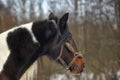 Horse in winter in a paddock in the forest Royalty Free Stock Photo