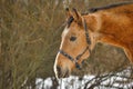 Horse in winter in a paddock in the forest Royalty Free Stock Photo