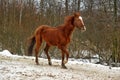 Horse in winter in a paddock in the forest Royalty Free Stock Photo