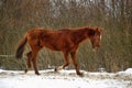 Horse in winter in a paddock in the forest Royalty Free Stock Photo