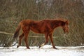 Horse in winter in a paddock in the forest Royalty Free Stock Photo