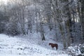 Horse in winter scene outside Royalty Free Stock Photo