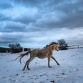 Horse in winter on snow Royalty Free Stock Photo