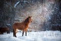 Horse on winter snow