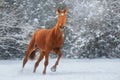 Horse in winter snow Royalty Free Stock Photo