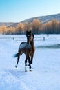 The horse in the winter stroll