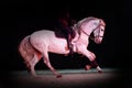 Horse woman and Spanish dapple gray horse speed running into black background in red light Royalty Free Stock Photo