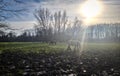 Horse workhorses in a field in belgium during a sunny spring afternoon. Animals Farmer life landscape sun clouds cloudy sky