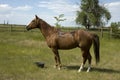 Horse on Wyoming Landscape