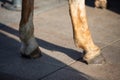 The horse's two front legs are shod with steel horseshoes. A sunny day.