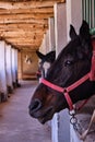 Horse yard. Horses look out of a stable Royalty Free Stock Photo