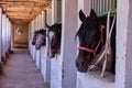 Horse yard. Horses look out of a stable Royalty Free Stock Photo