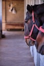 Horse yard. Horses look out of a stable Royalty Free Stock Photo