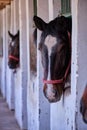 Horse yard. Horses look out of a stable Royalty Free Stock Photo