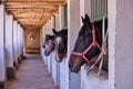 Horse yard. Horses look out of a stable Royalty Free Stock Photo