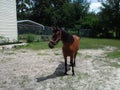 Horse in the Yard Royalty Free Stock Photo