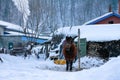 Horse in a yard which is covered with snow in Snow Valley of Chinese in winter