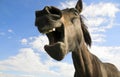 Horse yawning