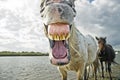 Horse yawning