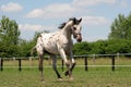 horse - young stallion Appaloosa Royalty Free Stock Photo