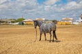Horse with zebra blanket to protect from sun Royalty Free Stock Photo