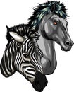 Zebra and horse heads profile vector illustration