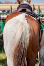 Horseback. Bottoms of horse with special brown and grey colors