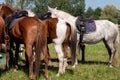 Horseback. Rear View of Three horses