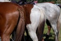 Horseback. Rear View of Three horses