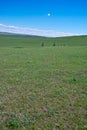 Horseback riders in grassland