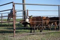 Horseback riding cowboy herding cattle Royalty Free Stock Photo